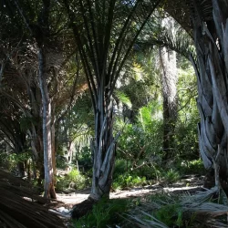 Coconut palm, Forest, St Lucia