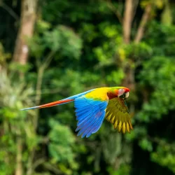 Multi-colored Macaw