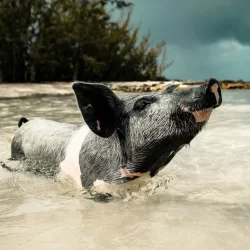 Exuma Islands, Bahamas